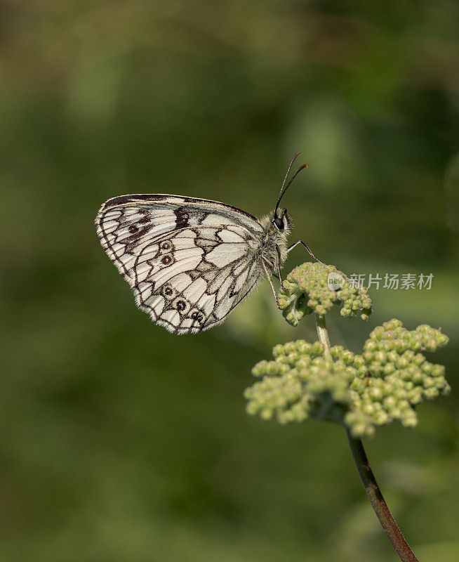 大理石纹白蝶(Melnargia galathea)